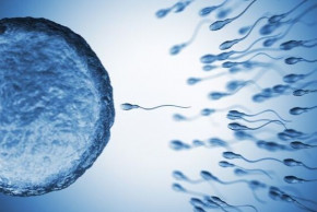 Pravda a mýty o ovulaci